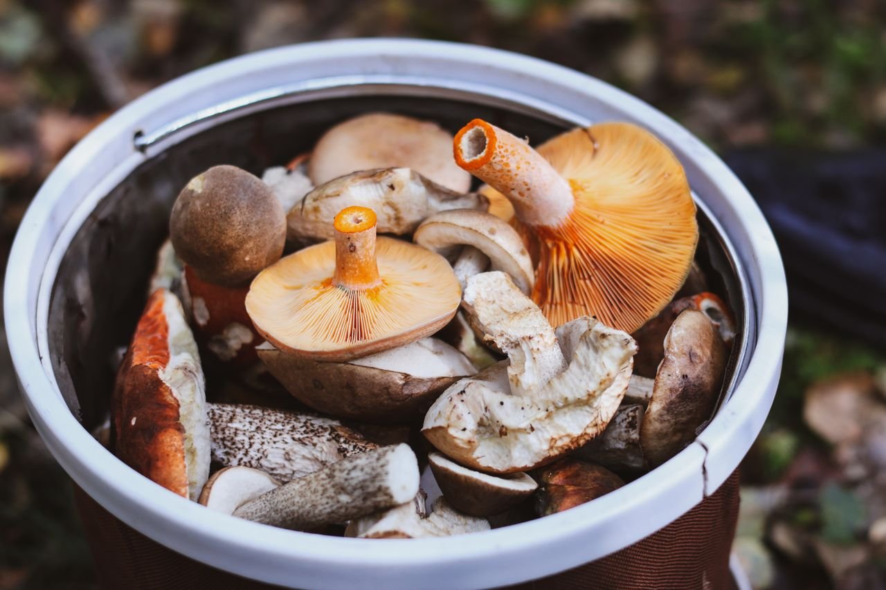 A basket filled with various freshly foraged wild mushrooms, showcasing different types and textures.