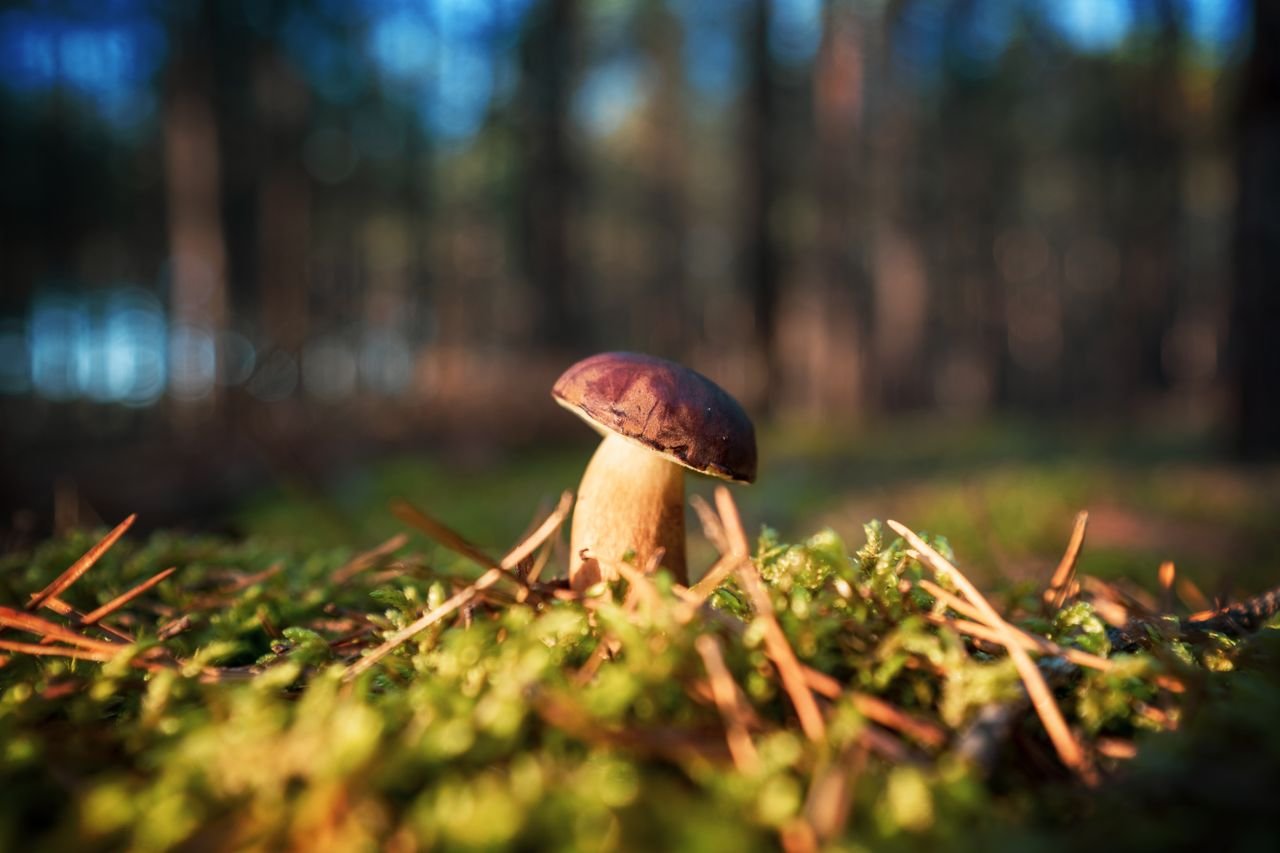 Close-up of a bay bolete mushroom in a sunlit forest clearing, showcasing nature's growth and beauty.